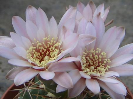 Gymnocalycium gaponii VoS892 e. of Panaholma, Cordoba, MEX 