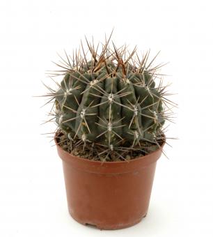 Gymnocalycium gibbosum *4^ % FR12 Campo Los Andes, Mendoza, ARG 