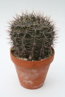 Gymnocalycium gibbosum *3^ % südl Argentinien 