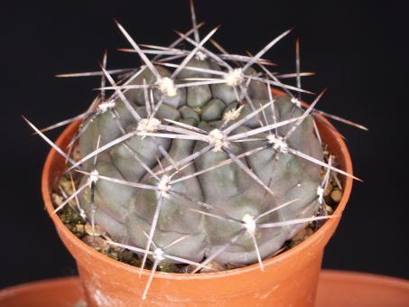 Gymnocalycium gibbosum ssp. brachypetalum *2^ % P101 Choele Choel, Rio Negro, ARG 