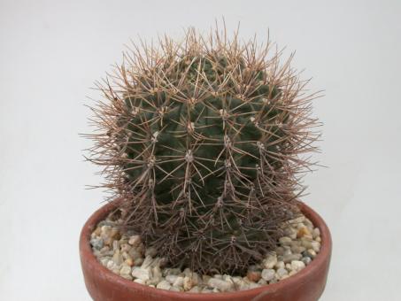 Gymnocalycium gibbosum ssp. ferox *4^ % WP143-212 