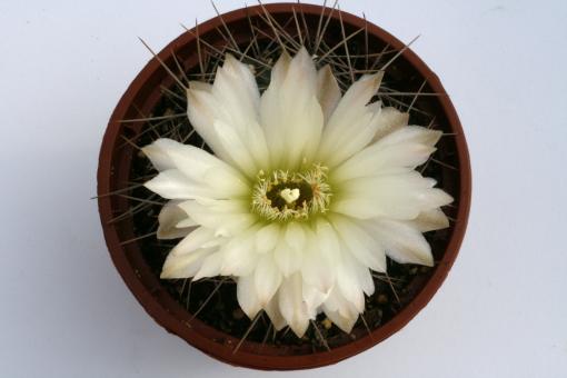 Gymnocalycium gibbosum % P95 Rio Colorado, Buenos Aires, ARG, 300m 