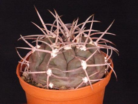 Gymnocalycium glaucum VoS05-128 nw. of Copacabana, Catamarca, ARG, 1052m 