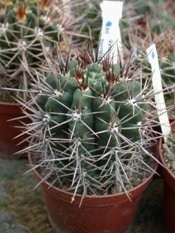 Gymnocalycium horridispinum % GN13 