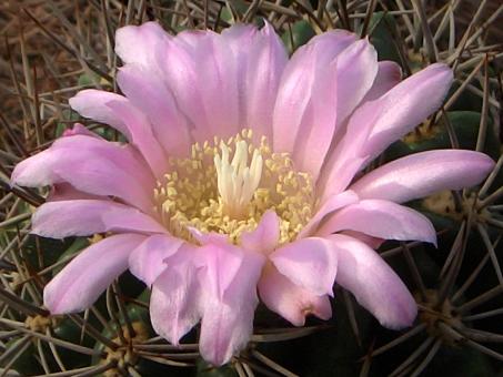 Gymnocalycium horridispinum % Vos882 