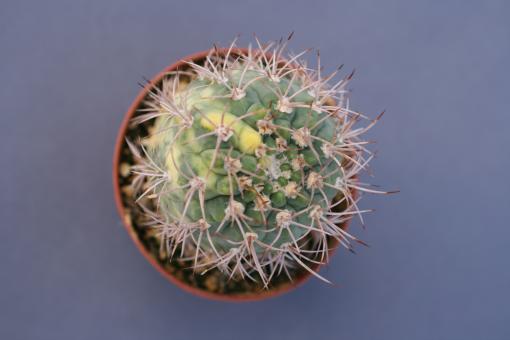 Gymnocalycium hossei 