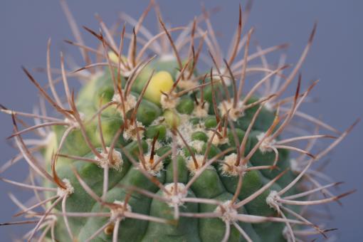 Gymnocalycium hossei 