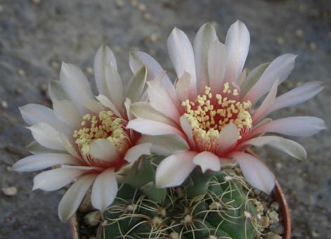 Gymnocalycium kieslingii P383 Cuesta Huaco La Rioja, ARG 