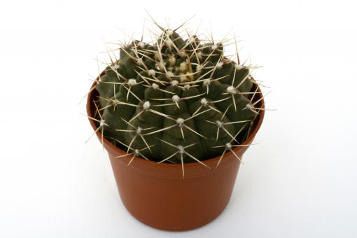 Gymnocalycium kuehhasii VoS798 n. of Villa de Maria, Cordoba, ARG, 544m 