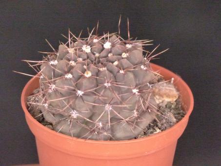 Gymnocalycium lukasikii JPR100-237 Cerro Moro, TL 
