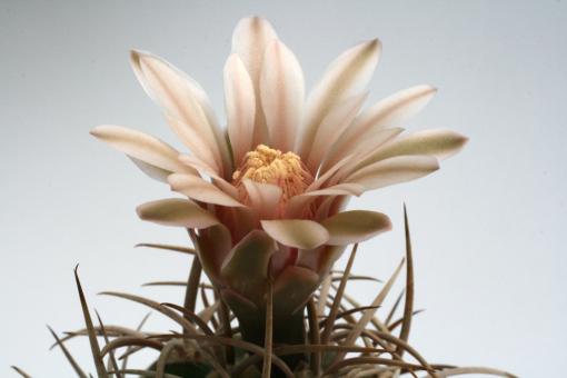 Gymnocalycium mazanense 