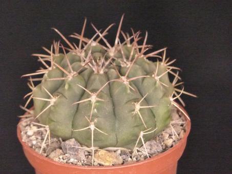 Gymnocalycium megatae VoS340 Pueblo Nuevo near Boyuibe, Santa Cruz, Bolivia 