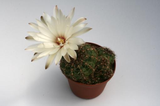 Gymnocalycium mesopotamicum P241 Mercedes, Corrientes, ARG, 200m 