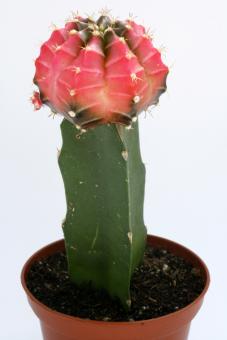 Gymnocalycium mihanovichii Black + Pink VE 
