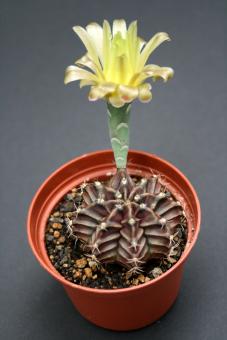 Gymnocalycium mihanovichii 