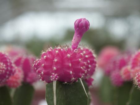 Gymnocalycium mihanovichii Pink VE % 