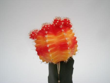 Gymnocalycium mihanovichii Red + Yellow VE % 