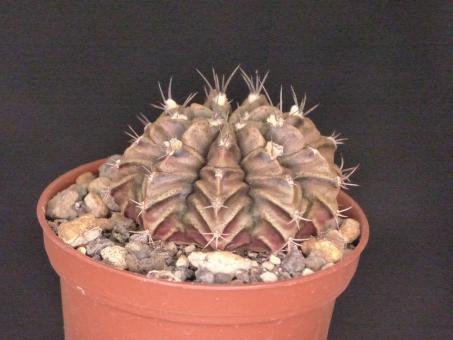 Gymnocalycium mihanovichii VoS1-002 South of the crossroads towards Rosaleda, Boquerón, Paraguay 