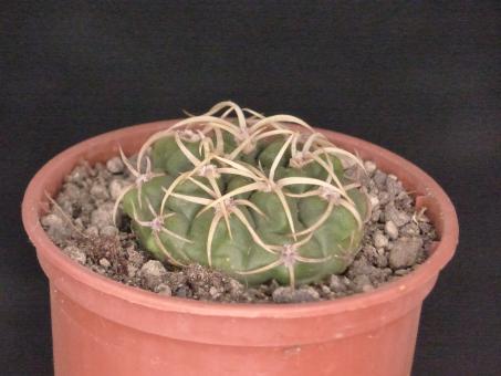 Gymnocalycium monvillei ssp. steineri VG491 