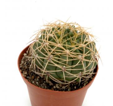 Gymnocalycium monvillei 