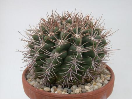 Gymnocalycium mostii VoS2283 s. of La Cumbre, Cordoba, ARG 