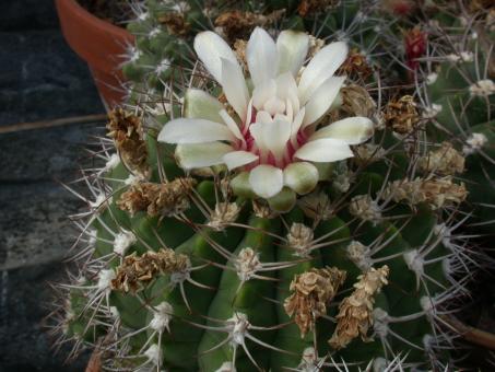 Gymnocalycium nigriareolatum P130 Cuesta de Potezuelo, Catamarca, ARG, 900-1500m 