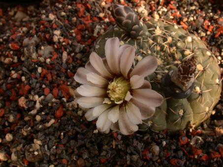 Gymnocalycium obductum VoS2349 Lucio V. Mansilla, Salinas Grande, Cordoba, ARG 