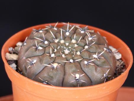 Gymnocalycium obductum VoS2349 Lucio V. Mansilla, Salinas Grande, Cordoba, ARG 