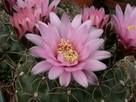 Gymnocalycium ourselianum 