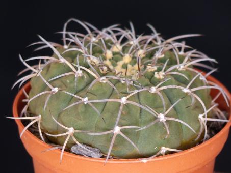 Gymnocalycium riojense ssp. guthianum BKS48/6 Embalse Los Sauces to Villa Sanagasta, La Rioja, ARG, 860m 