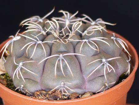 Gymnocalycium robustum VoS1411 s. of Quilino, Córdoba, ARG, 435m 