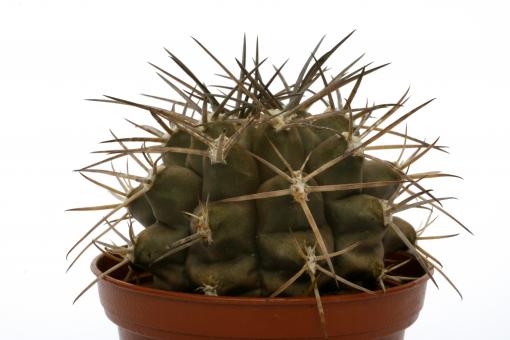 Gymnocalycium schickendantzii 
