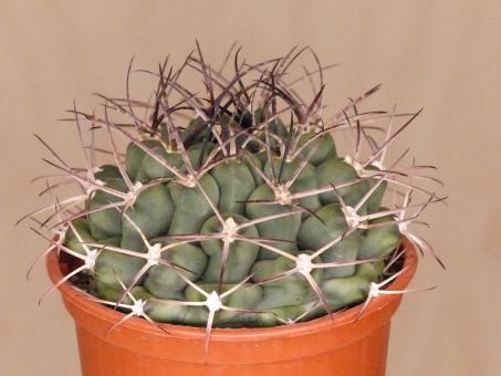 Gymnocalycium schickendantzii VoS921 San Luis 