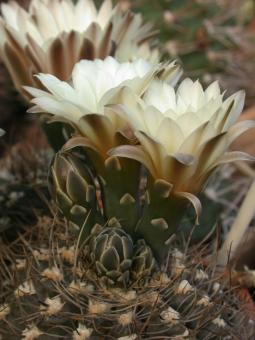 Gymnocalycium taningaense P212 Salsacate to Taninga, Cordoba, ARG, 950m 