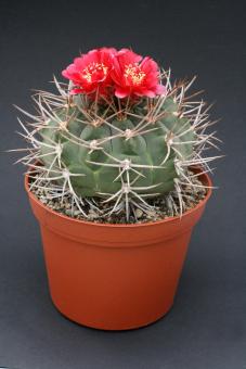 Gymnocalycium tillianum 