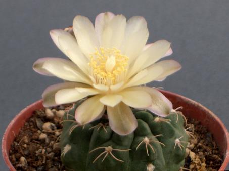 Gymnocalycium uebelmannianum Vos1757 Pampa de La Viuda, La Rioja, ARG, 2160 m 