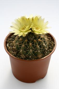 Gymnocalycium uruguayense 