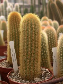 Haageocereus acanthocladus 