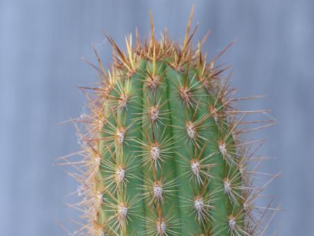 Haageocereus acranthus Rio Rimac, Peru 