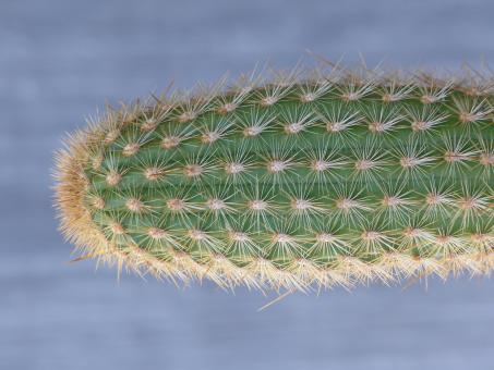 Haageocereus fortalezensis Rio Fortaleza, Peru, 1300m 