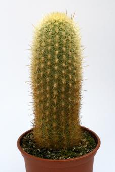 Haageocereus pectinatus 