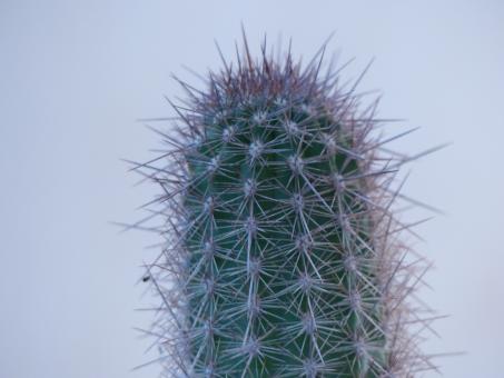 Haageocereus platinospinus $ 