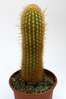 Haageocereus turbidus XCN0126 