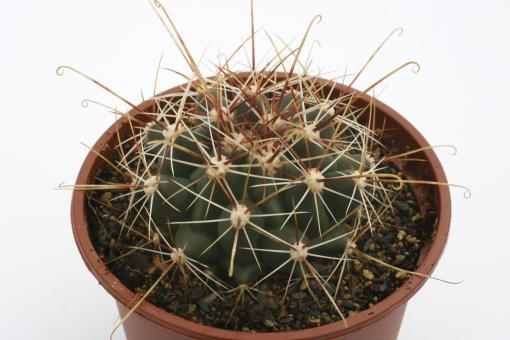 Hamatocactus hamatacanthus 