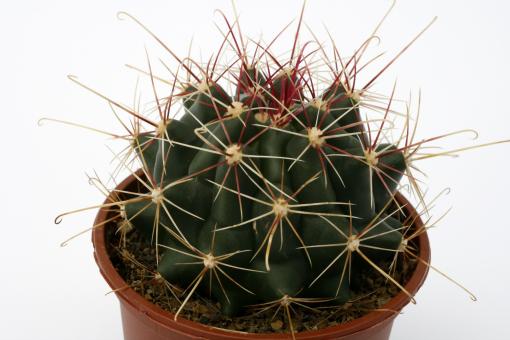 Hamatocactus hamatacanthus *3^ Escalon, Chi, MEX 