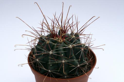 Hamatocactus hamatacanthus 