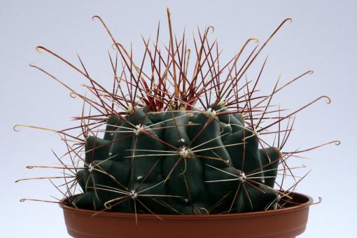 Hamatocactus hamatacanthus Chaegoblanca 