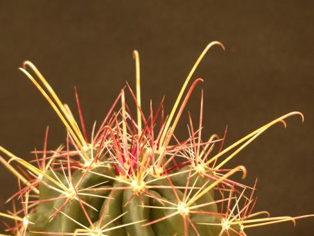 Hamatocactus hamatacanthus v. longihamatus 