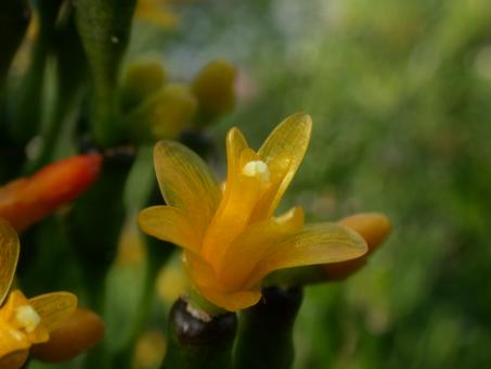 Hatiora salicornioides 