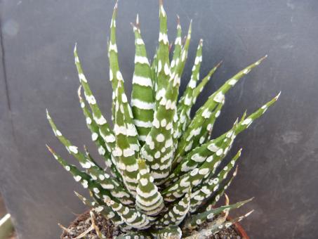 Haworthia attenuata % 